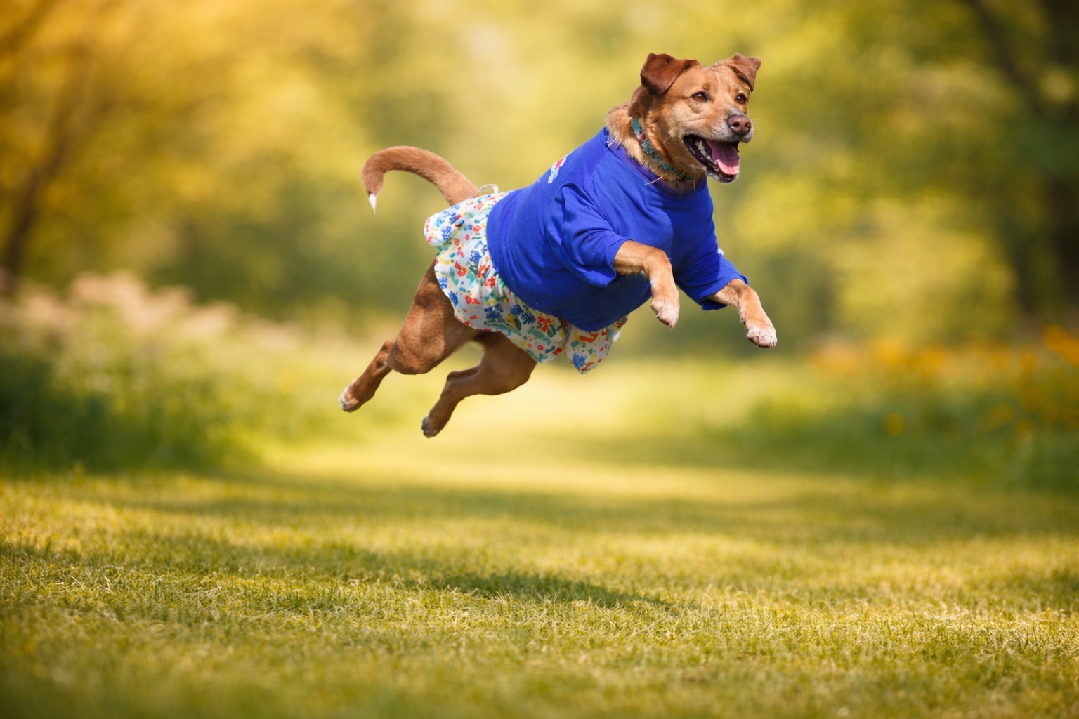 Buster the dog